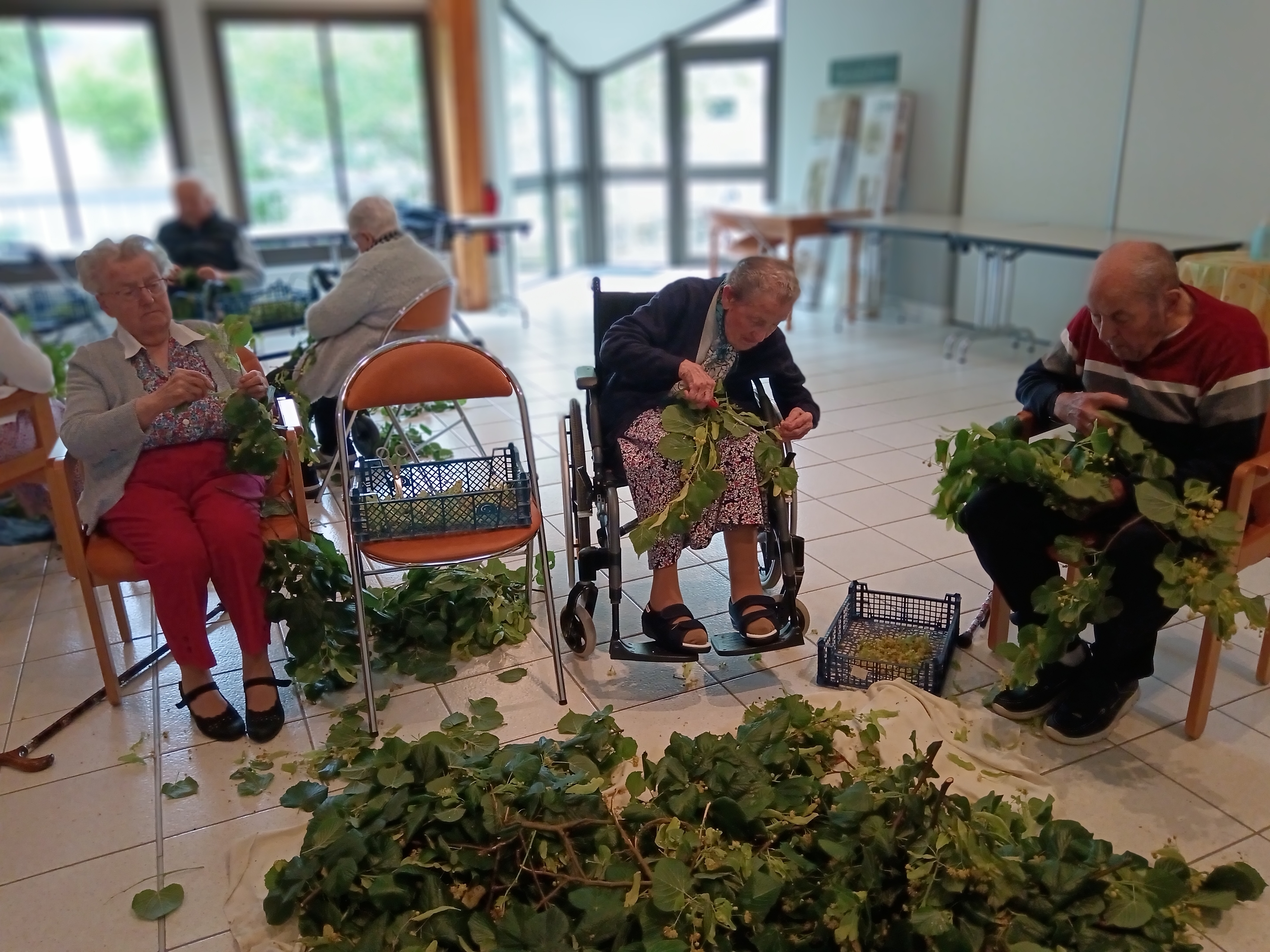 Personnes âgées qui travaillent des tilleuls